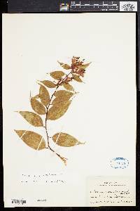 Image of Cavendishia quereme