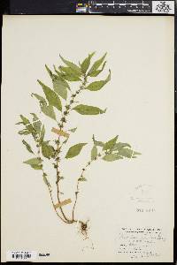 Acalypha gracilens image