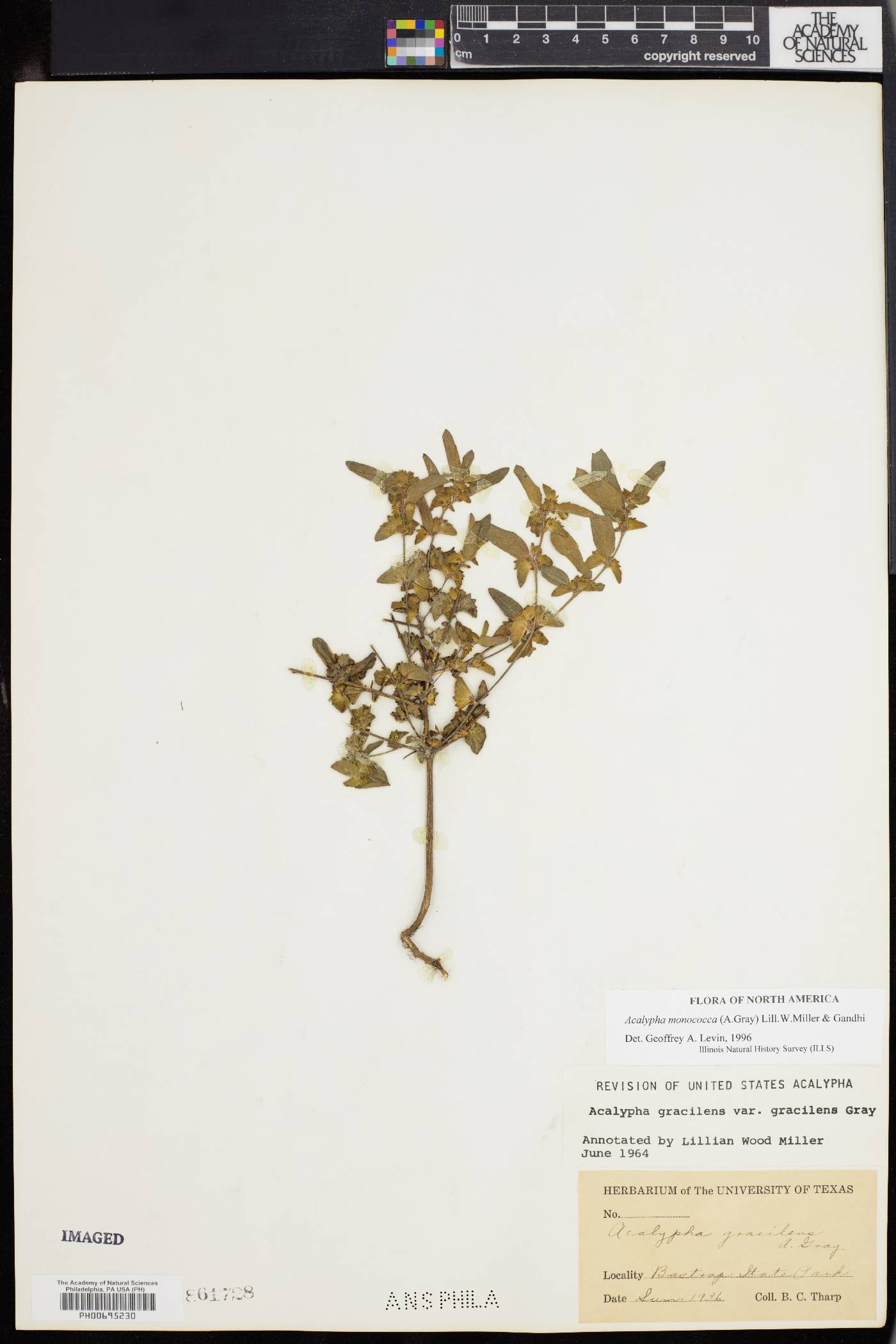 Acalypha monococca image