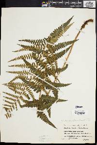 Dryopteris ludoviciana image