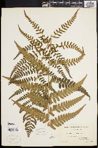 Dryopteris ludoviciana image