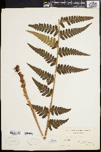 Dryopteris ludoviciana image