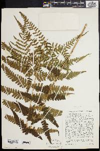 Dryopteris ludoviciana image