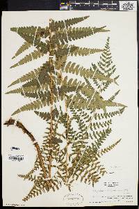 Dryopteris ludoviciana image