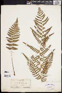 Dryopteris ludoviciana image