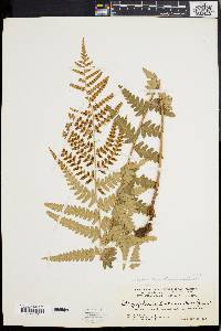 Dryopteris ludoviciana image