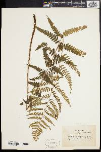 Dryopteris ludoviciana image