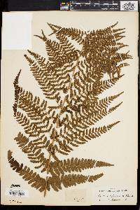 Dryopteris ludoviciana image