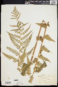 Dryopteris ludoviciana image