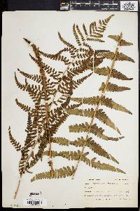 Dryopteris ludoviciana image