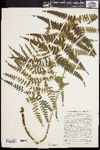 Dryopteris ludoviciana image