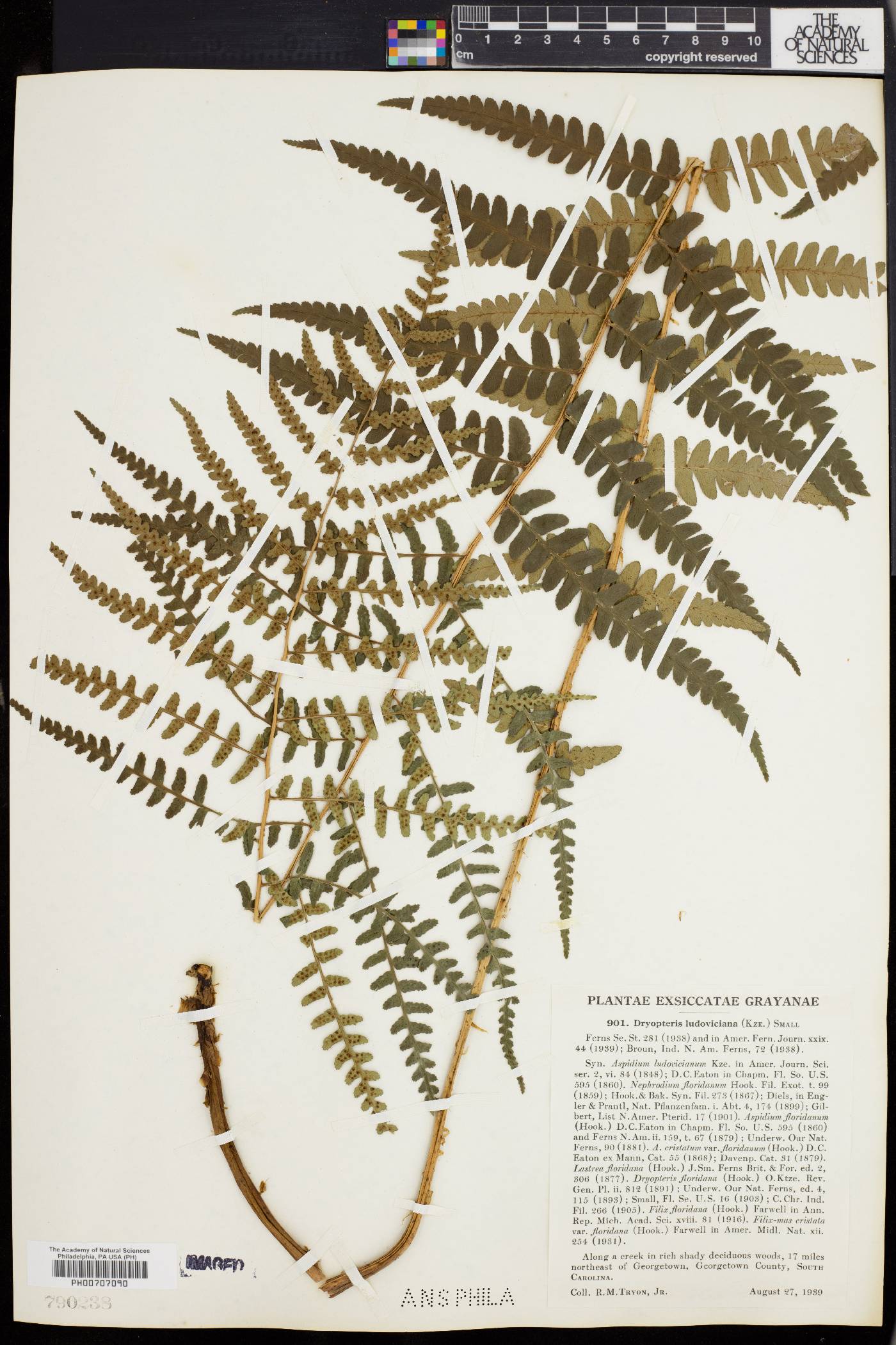 Dryopteris ludoviciana image