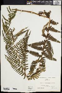 Dryopteris ludoviciana image