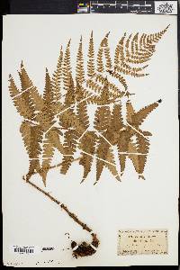 Dryopteris ludoviciana image