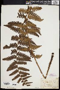 Dryopteris ludoviciana image