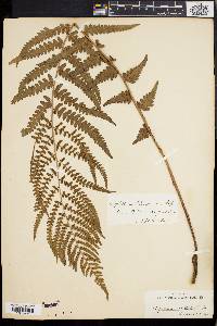 Dryopteris ludoviciana image