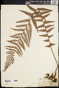 Dryopteris ludoviciana image