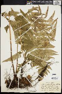 Dryopteris ludoviciana image