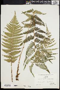 Dryopteris ludoviciana image