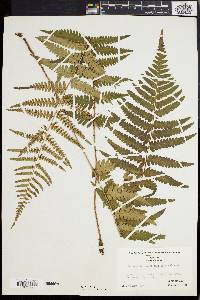 Dryopteris ludoviciana image