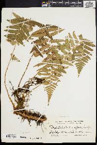 Dryopteris ludoviciana image