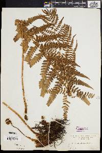 Dryopteris ludoviciana image