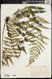 Dryopteris ludoviciana image