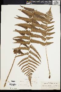 Dryopteris ludoviciana image