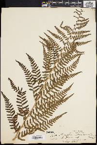 Dryopteris ludoviciana image