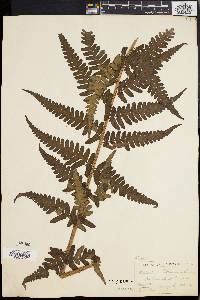 Dryopteris ludoviciana image