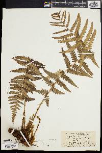 Dryopteris ludoviciana image