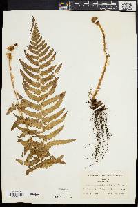 Dryopteris ludoviciana image