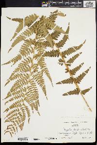 Dryopteris ludoviciana image