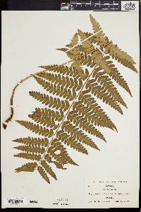 Dryopteris ludoviciana image