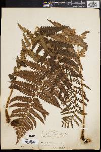 Dryopteris ludoviciana image