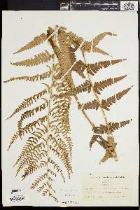 Dryopteris ludoviciana image