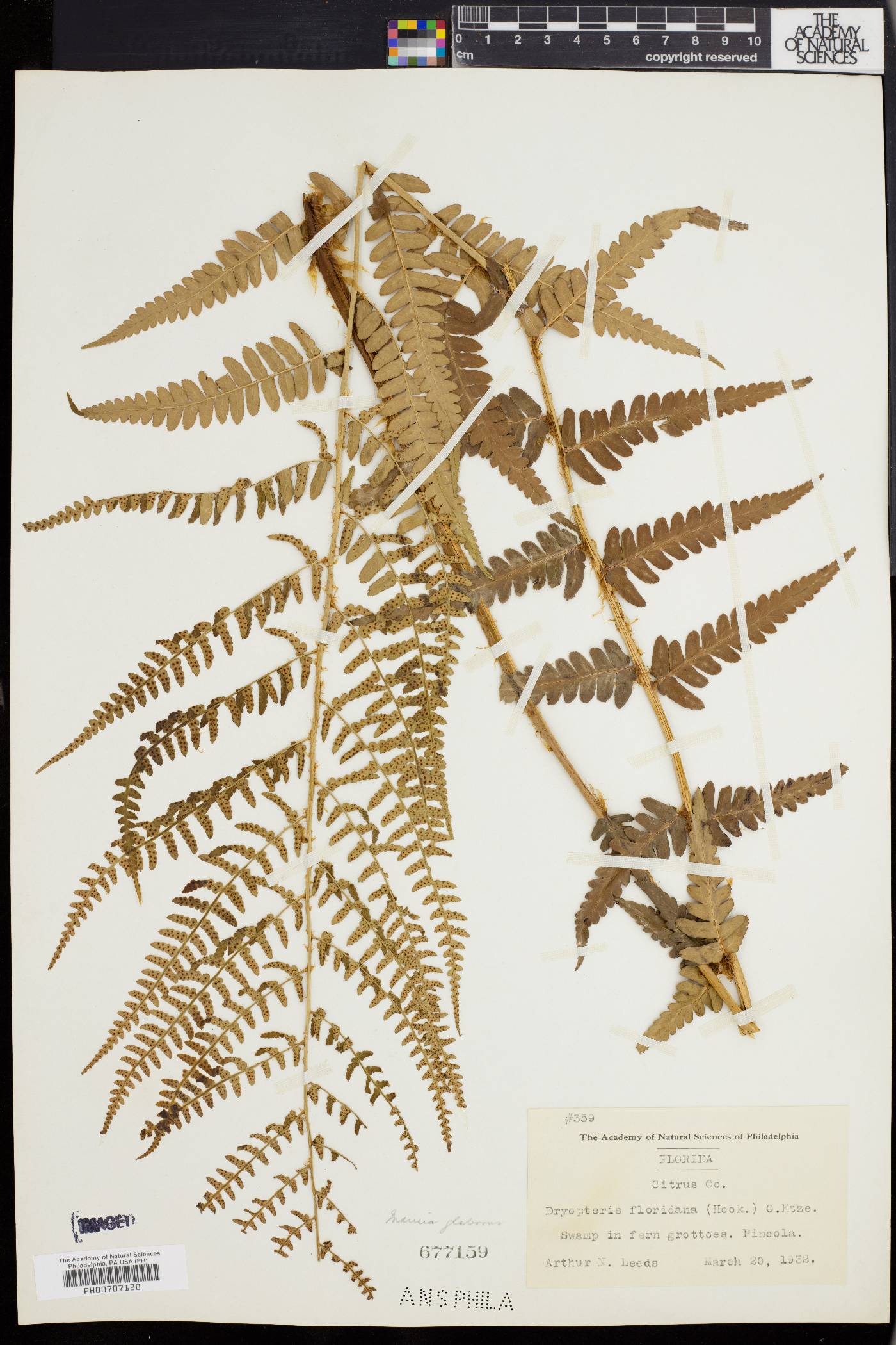 Dryopteris ludoviciana image