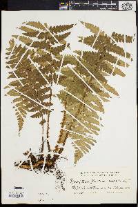 Dryopteris ludoviciana image