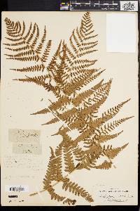 Dryopteris ludoviciana image