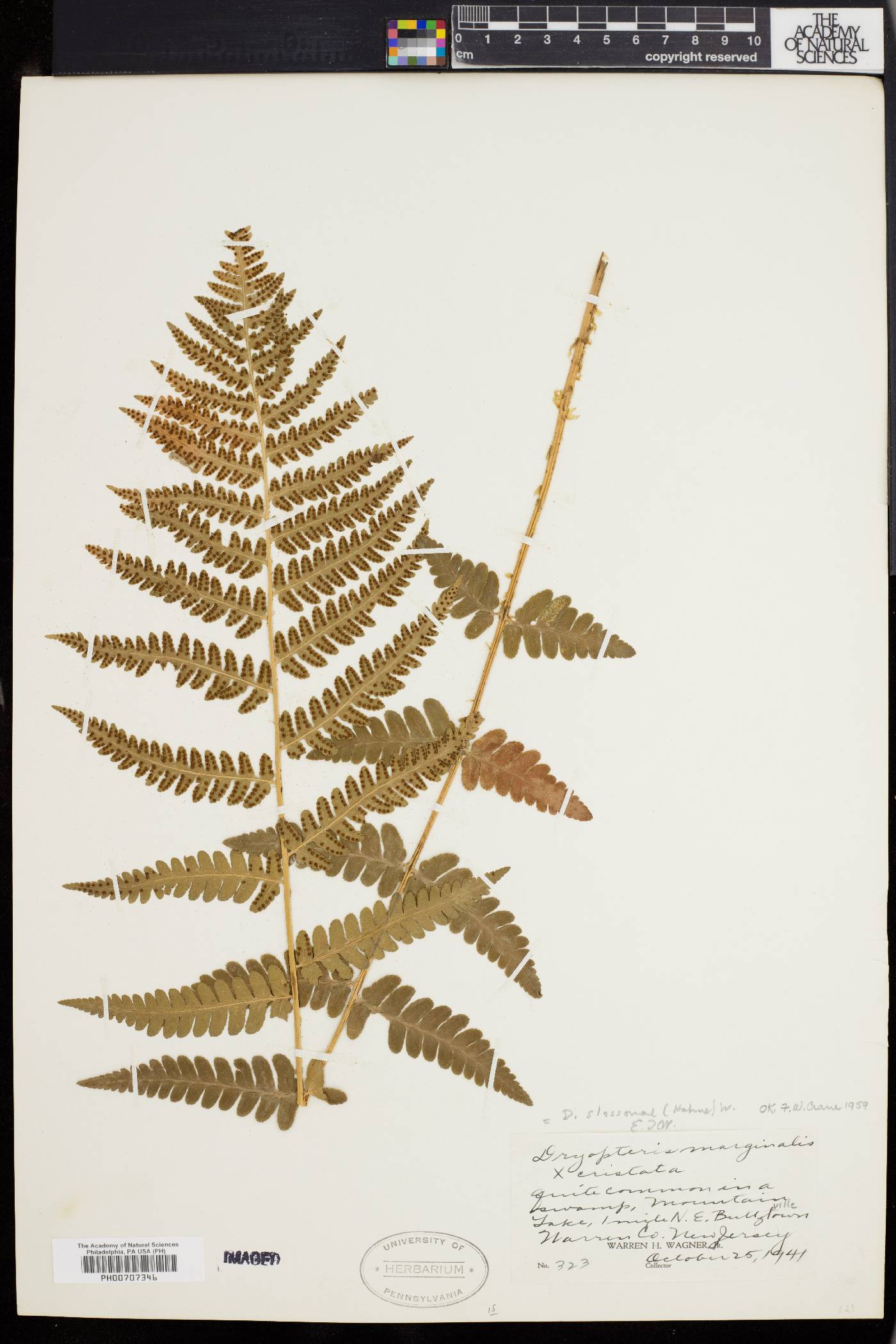 Dryopteris slossoniae image