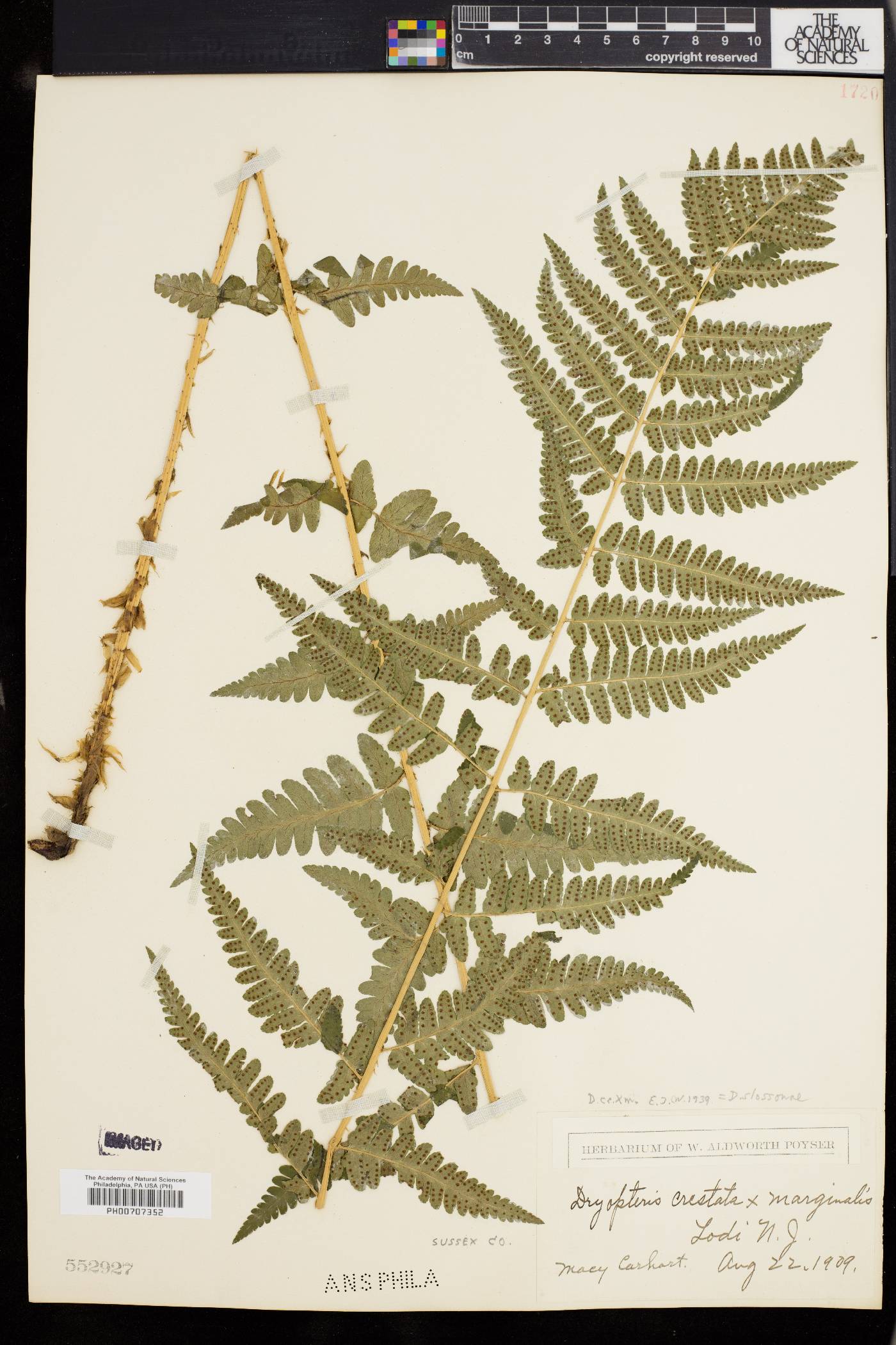 Dryopteris slossoniae image