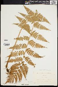 Dryopteris slossoniae image