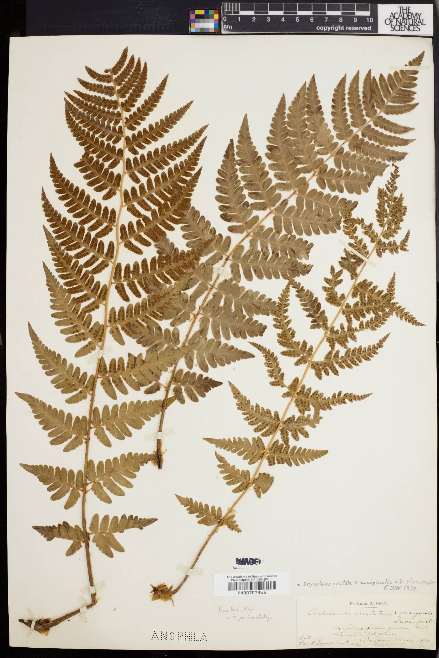 Dryopteris slossoniae image