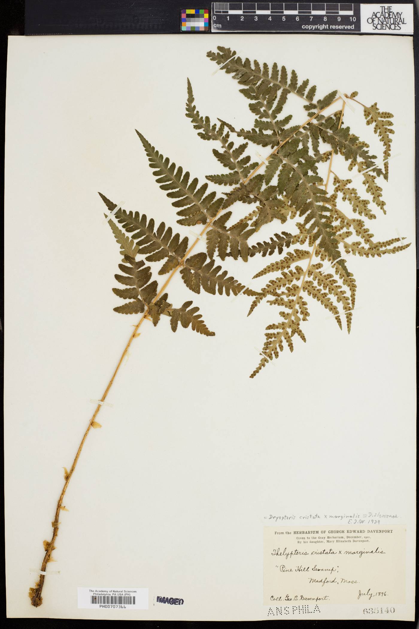 Dryopteris slossoniae image