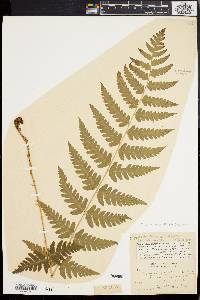 Dryopteris slossoniae image