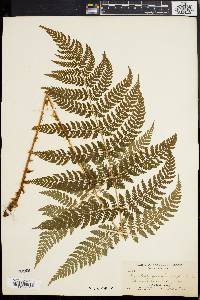 Dryopteris expansa image