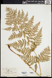 Dryopteris expansa image