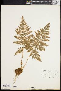 Dryopteris expansa image