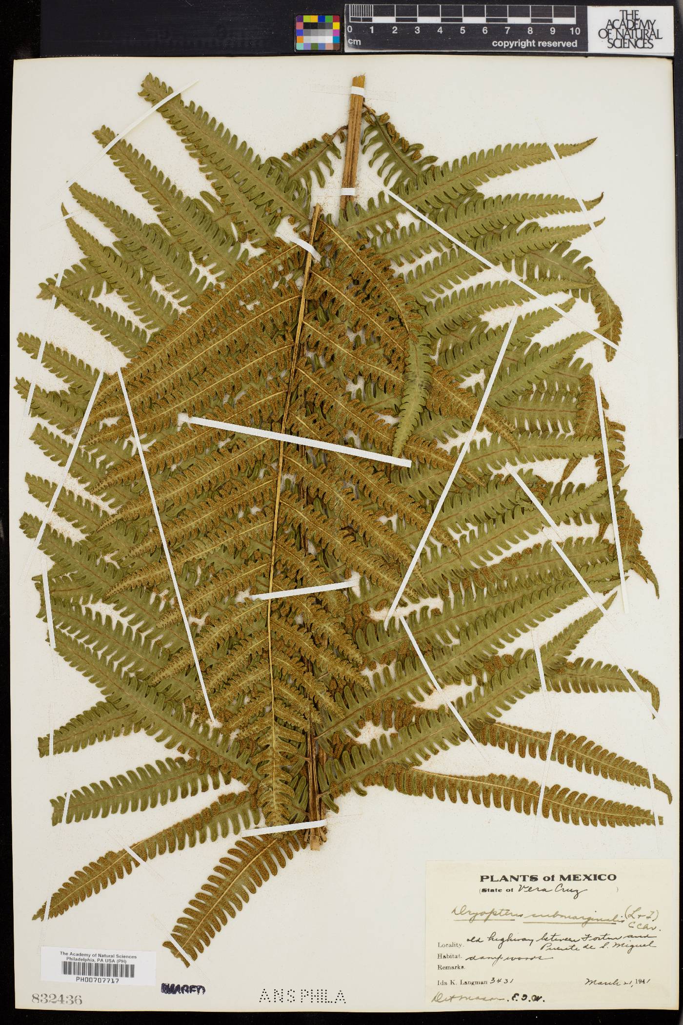 Dryopteris submarginalis image