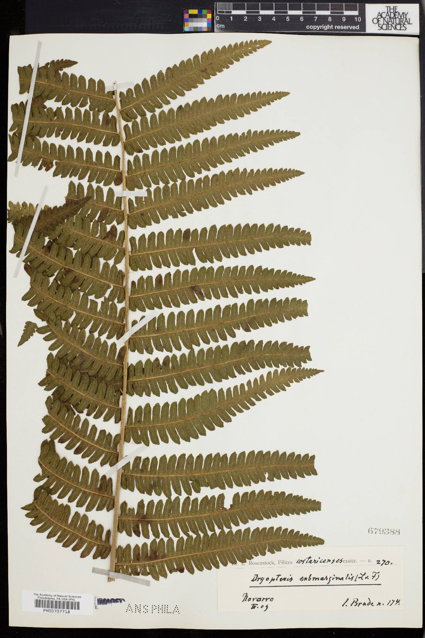 Dryopteris submarginalis image